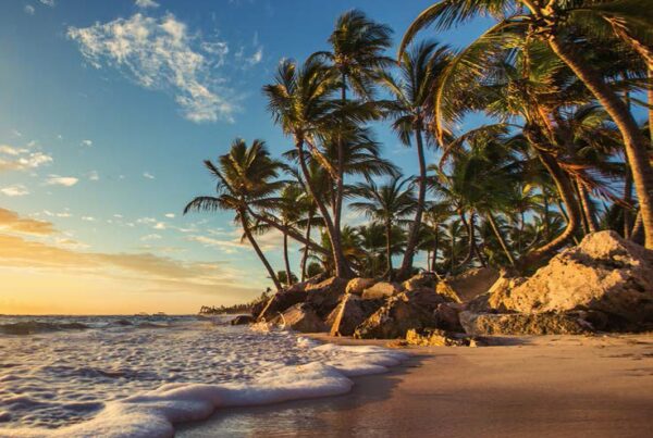 Sunny beach with frothy waves and palm trees