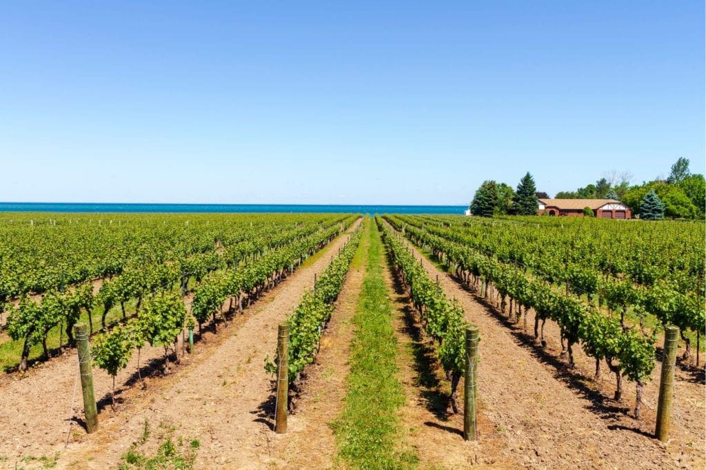 Vineyards in Niagara on the Lake