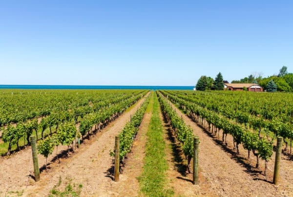 Vineyards in Niagara on the Lake